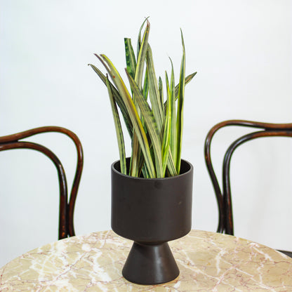 Snake Plant (Sansevieria trifasciata 'Bantel's Sensation') in a 6 inch pot. Indoor plant for sale by Promise Supply for delivery and pickup in Toronto