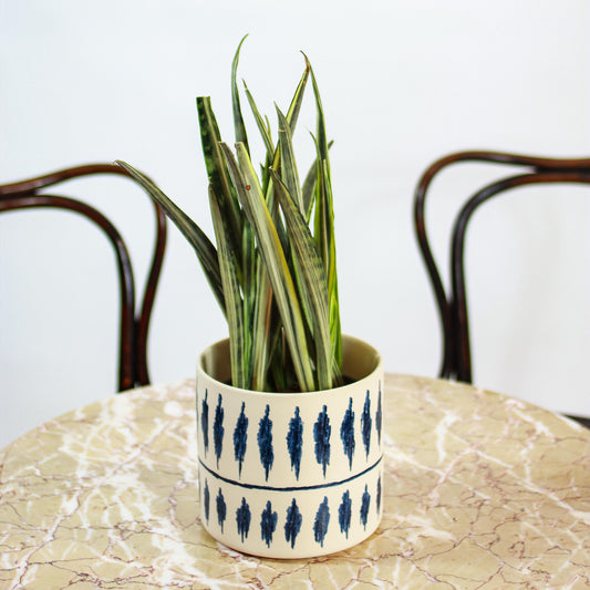 Snake Plant (Sansevieria trifasciata 'Bantel's Sensation') in a 6 inch pot. Indoor plant for sale by Promise Supply for delivery and pickup in Toronto
