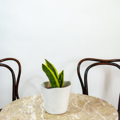 Yellow Snake Plant (Sansevieria trifasciata 'Futura Superba Laurentii') in a 6 inch pot. Indoor plant for sale by Promise Supply for delivery and pickup in Toronto