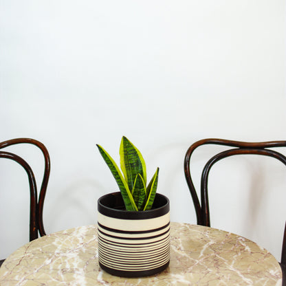 Yellow Snake Plant (Sansevieria trifasciata 'Futura Superba Laurentii') in a 6 inch pot. Indoor plant for sale by Promise Supply for delivery and pickup in Toronto