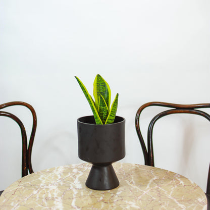 Yellow Snake Plant (Sansevieria trifasciata 'Futura Superba Laurentii') in a 6 inch pot. Indoor plant for sale by Promise Supply for delivery and pickup in Toronto