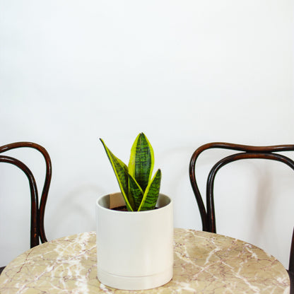 Yellow Snake Plant (Sansevieria trifasciata 'Futura Superba Laurentii') in a 6 inch pot. Indoor plant for sale by Promise Supply for delivery and pickup in Toronto