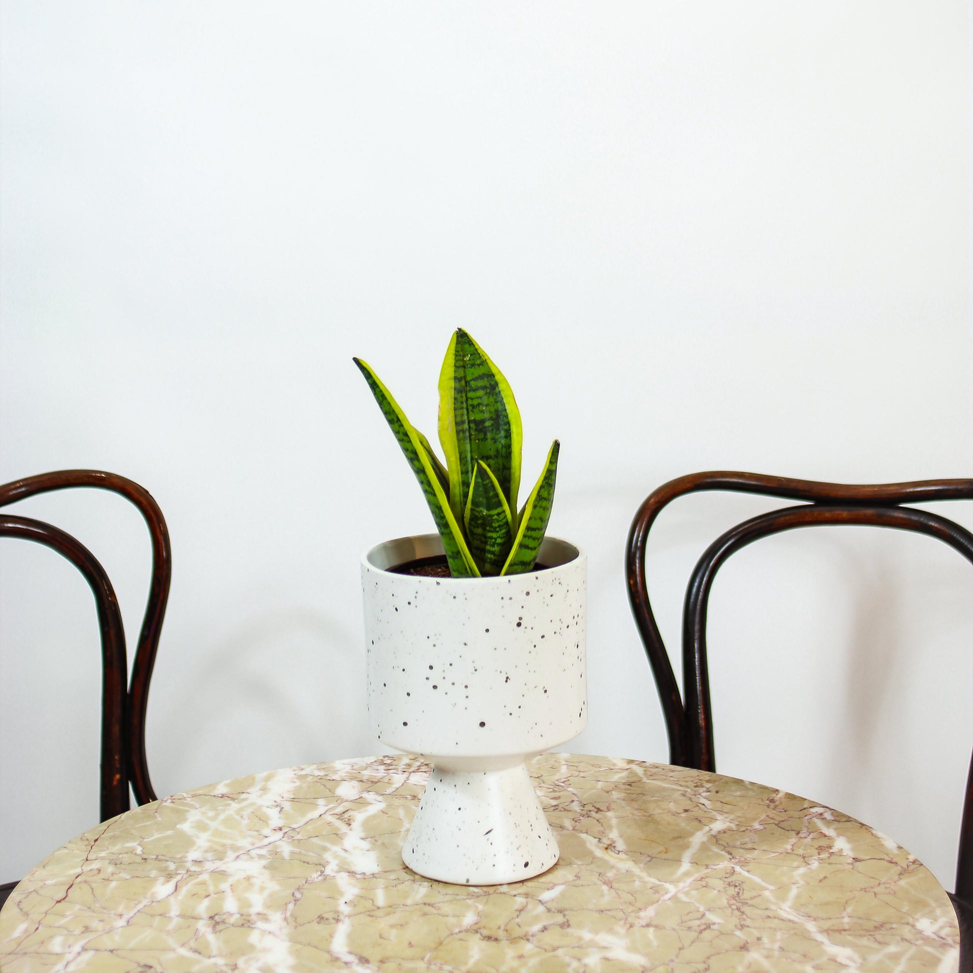 futura superba snake plant height Futura Superba Yellow Snake Plant - 6" Pot