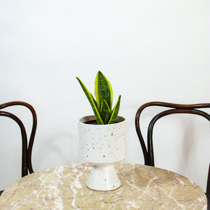 Yellow Snake Plant (Sansevieria trifasciata 'Futura Superba Laurentii') in a 6 inch pot. Indoor plant for sale by Promise Supply for delivery and pickup in Toronto