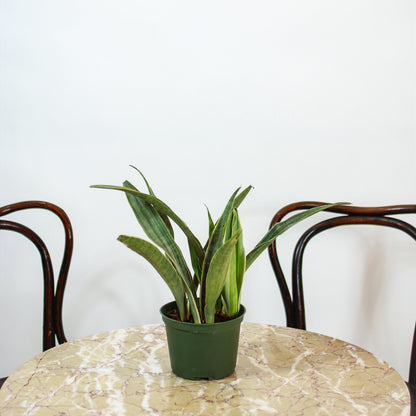 Silvery Queen Snake Plant (Sansevieria trifasciata) in a 6 inch pot. Indoor plant for sale by Promise Supply for delivery and pickup in Toronto