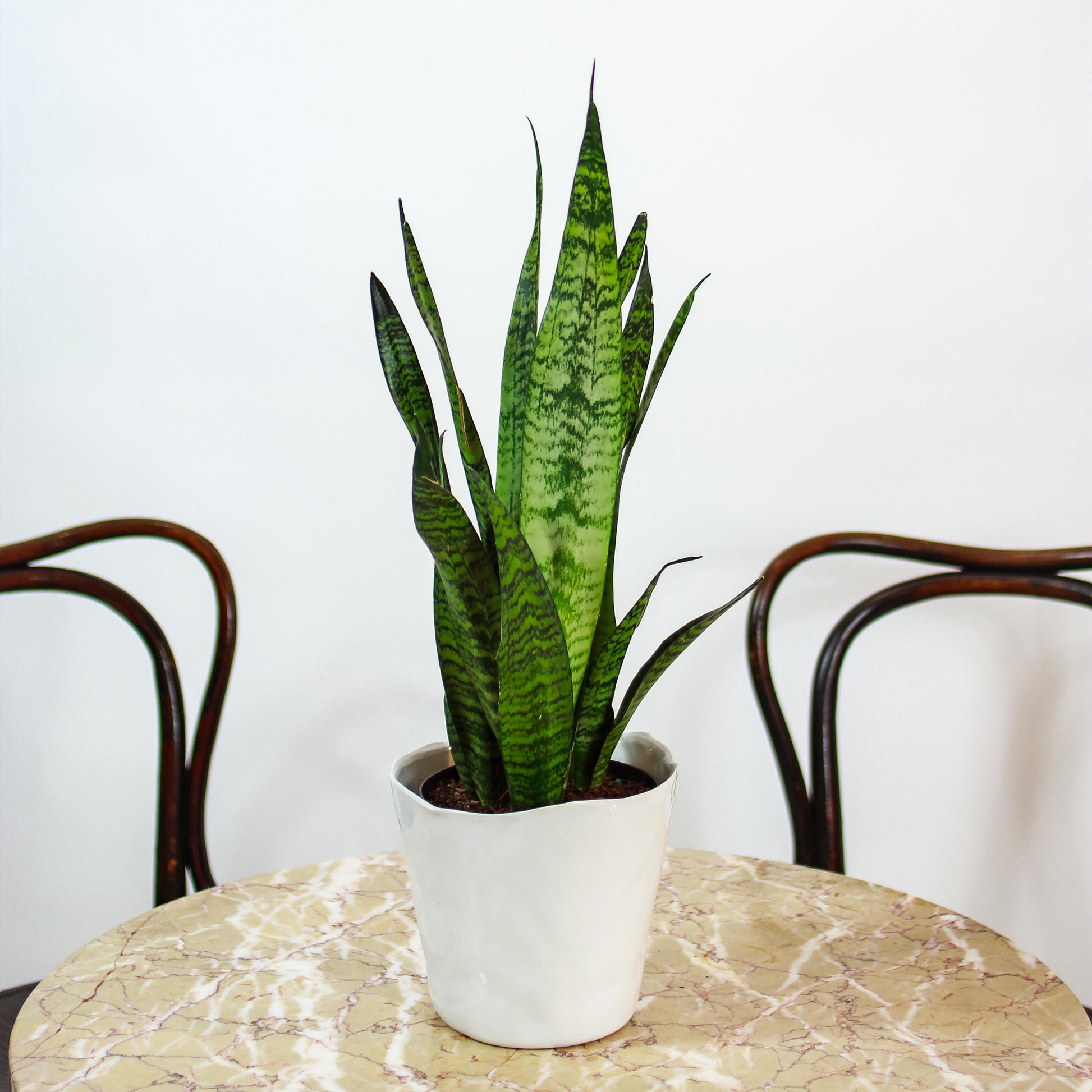 Green Snake Plant (Sansevieria trifasciata 'Zeylanica') in a 6 inch pot. Indoor plant for sale by Promise Supply for delivery and pickup in Toronto