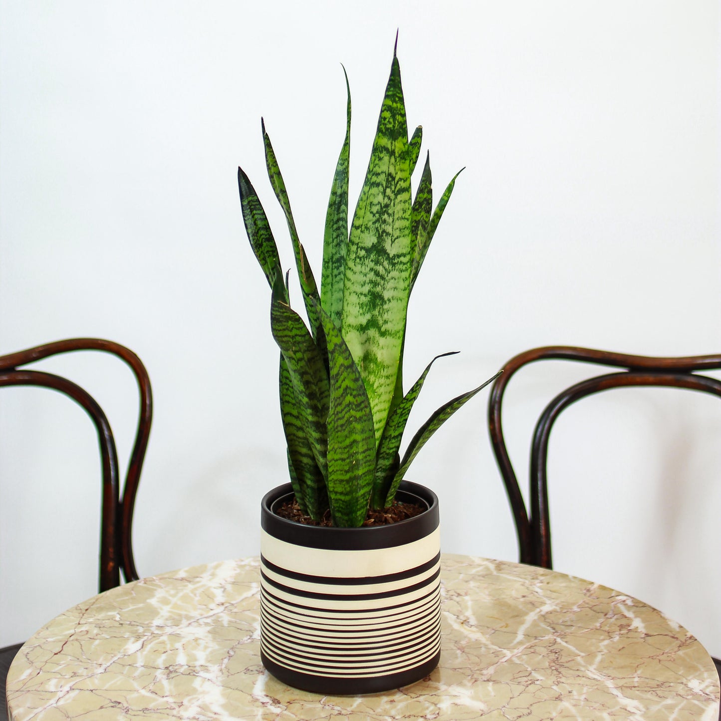 Green Snake Plant (Sansevieria trifasciata 'Zeylanica') in a 6 inch pot. Indoor plant for sale by Promise Supply for delivery and pickup in Toronto