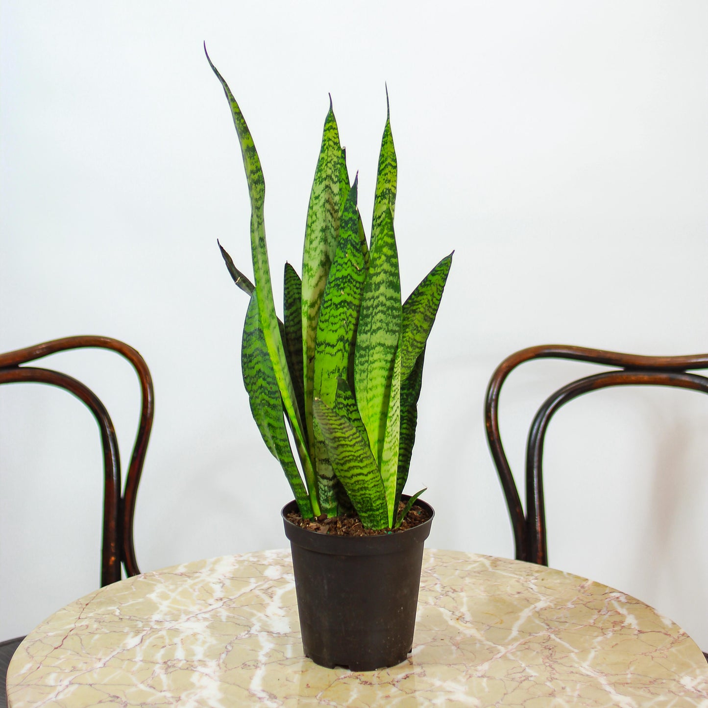 Premium Green Snake Plant (Sansevieria trifasciata) in a 6 inch pot. Indoor plant for sale by Promise Supply for delivery and pickup in Toronto