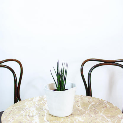 Fernwood Snake Plant (Sansevieria bacularis) in a 5 inch pot. Indoor plant for sale by Promise Supply for delivery and pickup in Toronto
