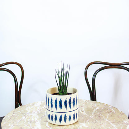 Fernwood Snake Plant (Sansevieria bacularis) in a 5 inch pot. Indoor plant for sale by Promise Supply for delivery and pickup in Toronto