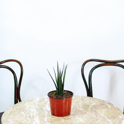 Fernwood Snake Plant (Sansevieria bacularis) in a 5 inch pot. Indoor plant for sale by Promise Supply for delivery and pickup in Toronto