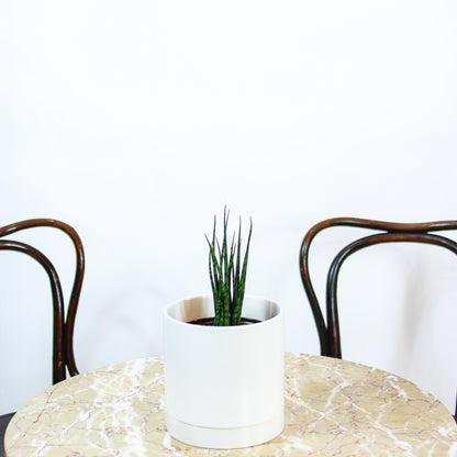 Fernwood Snake Plant (Sansevieria bacularis) in a 6 inch pot. Indoor plant for sale by Promise Supply for delivery and pickup in Toronto