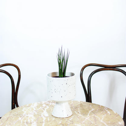 Fernwood Snake Plant (Sansevieria bacularis) in a 6 inch pot. Indoor plant for sale by Promise Supply for delivery and pickup in Toronto