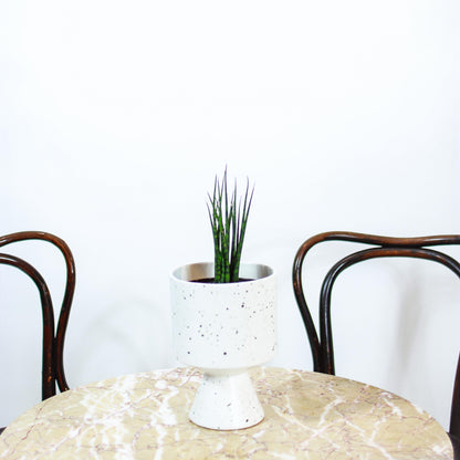 Fernwood Snake Plant (Sansevieria bacularis) in a 5 inch pot. Indoor plant for sale by Promise Supply for delivery and pickup in Toronto