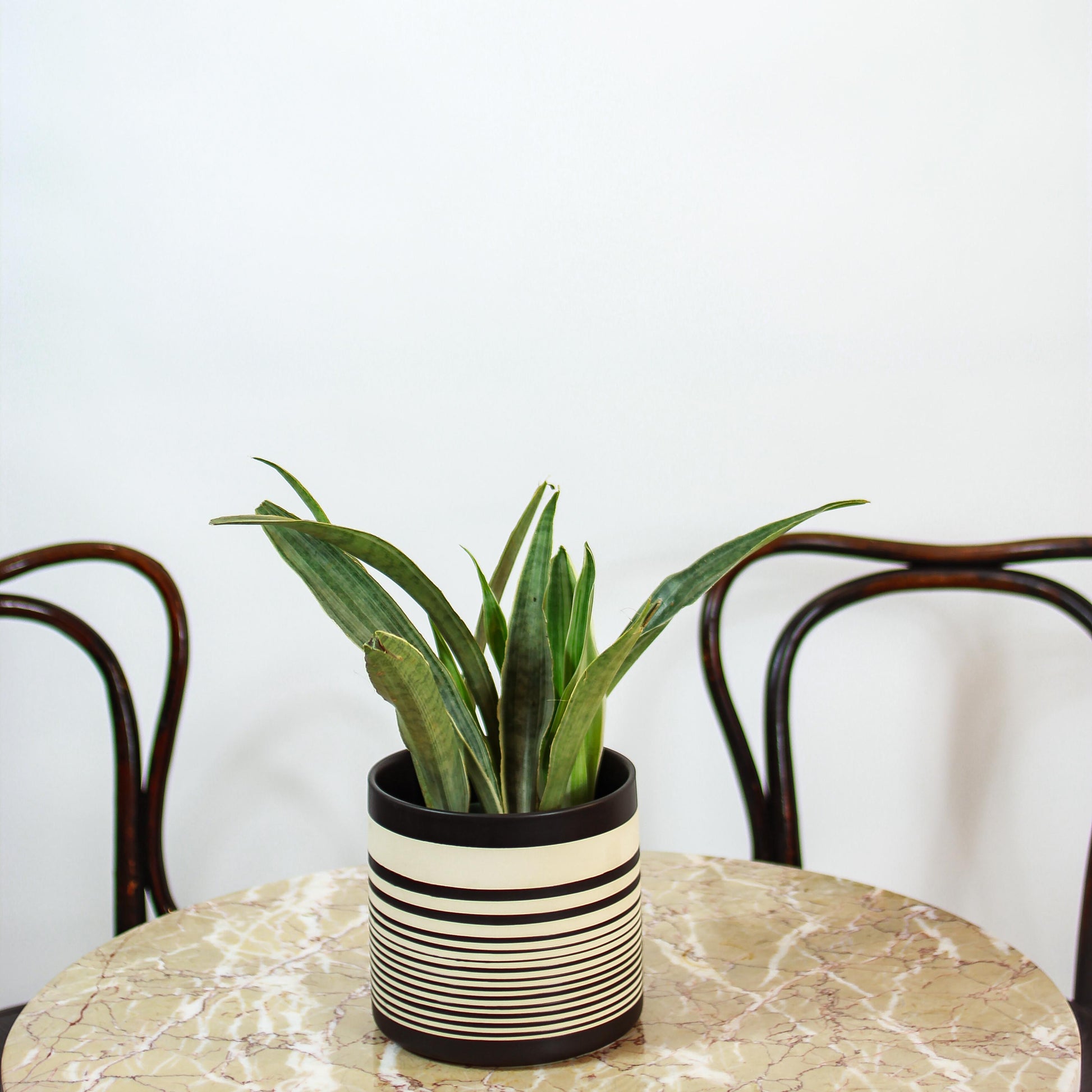 silver queen snake plant care Silver Queen Sayuri Snake Plant - 6" Pot