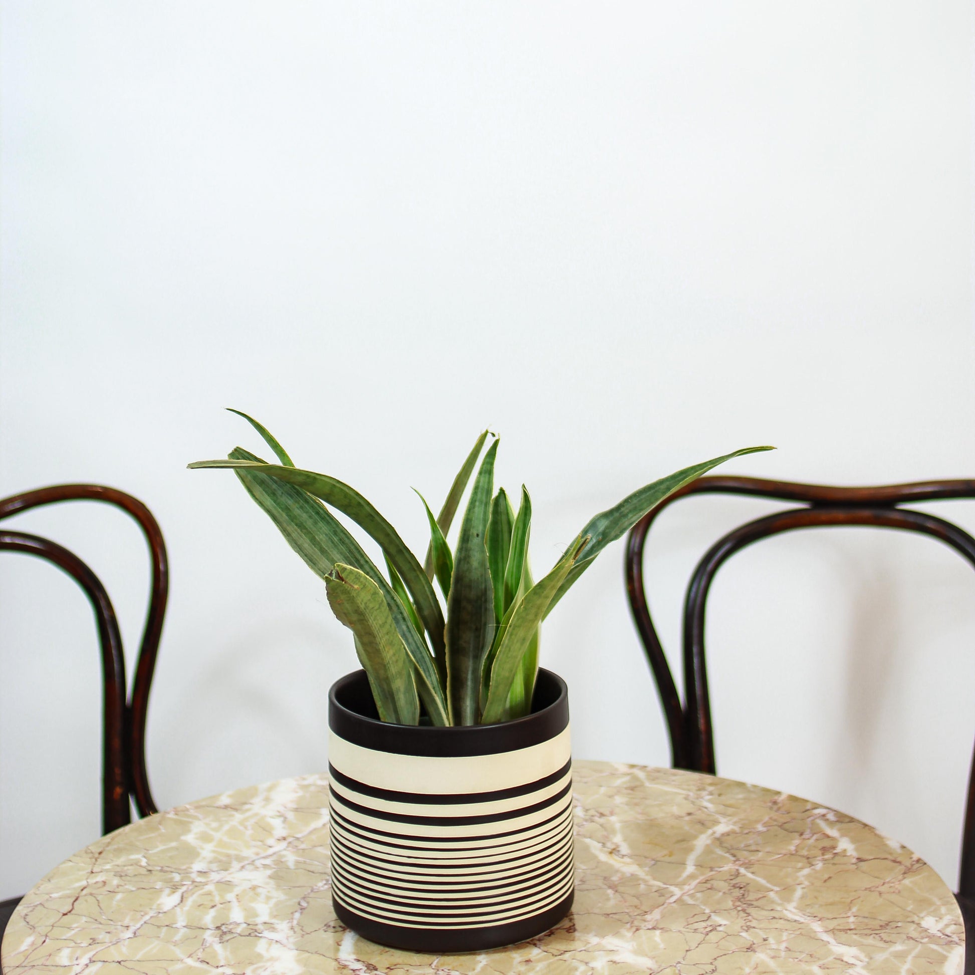 Silvery Queen Snake Plant (Sansevieria trifasciata 'Sayuri') in a 6 inch pot. Indoor plant for sale by Promise Supply for delivery and pickup in Toronto