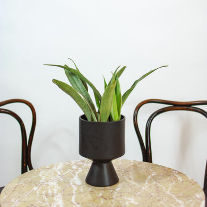 Silvery Queen Snake Plant (Sansevieria trifasciata 'Sayuri') in a 6 inch pot. Indoor plant for sale by Promise Supply for delivery and pickup in Toronto