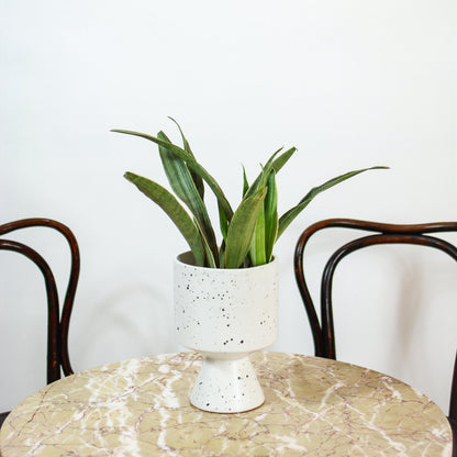 Silvery Queen Snake Plant (Sansevieria trifasciata 'Sayuri') in a 6 inch pot. Indoor plant for sale by Promise Supply for delivery and pickup in Toronto