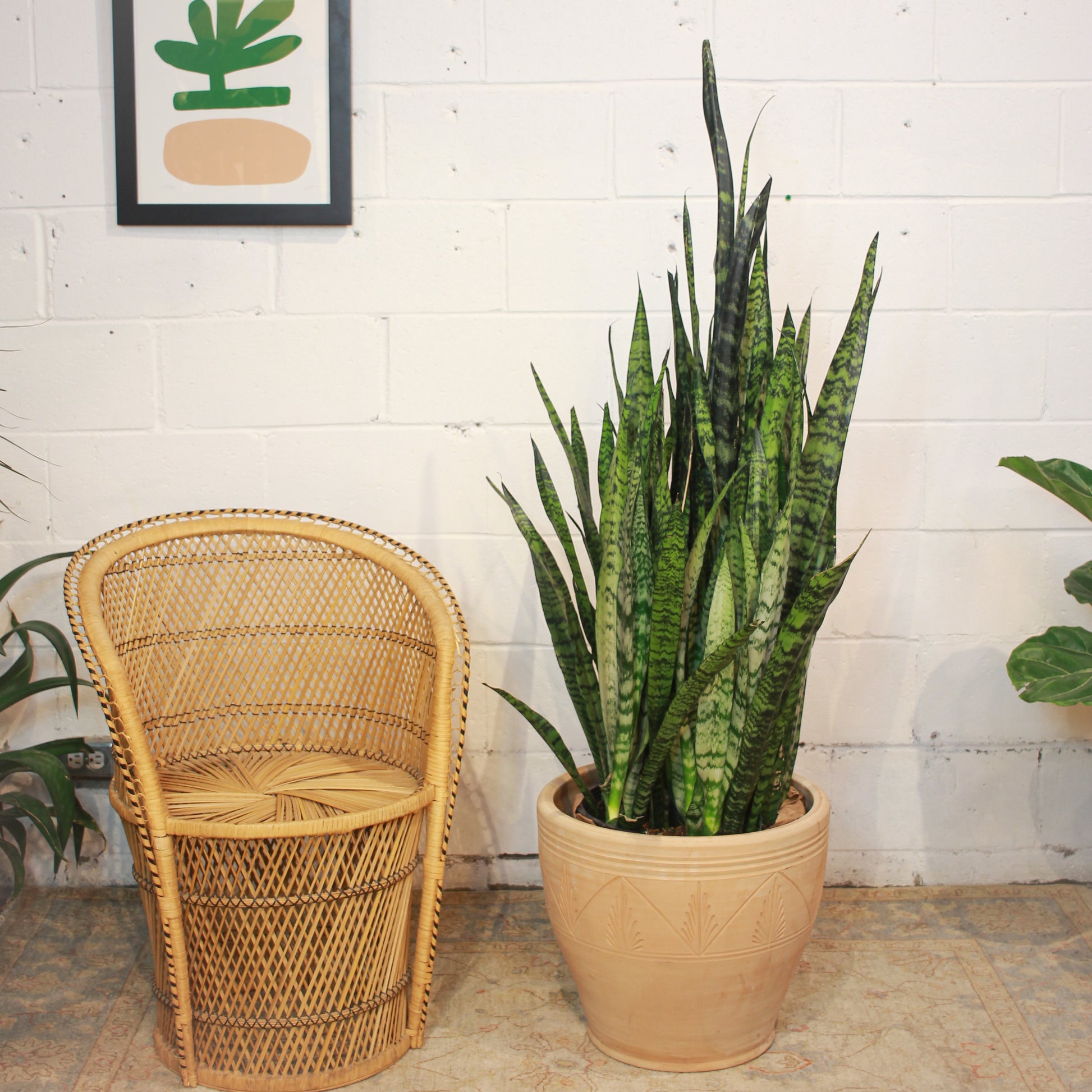 2 foot snake plant Zeylanica Green Snake Plant - 14" Pot