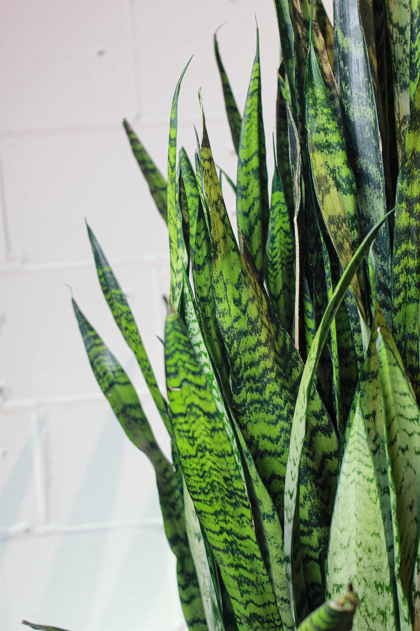 Green Snake Plant (Sansevieria trifasciata 'Zeylanica') in a 14 inch pot. Indoor plant for sale by Promise Supply for delivery and pickup in Toronto