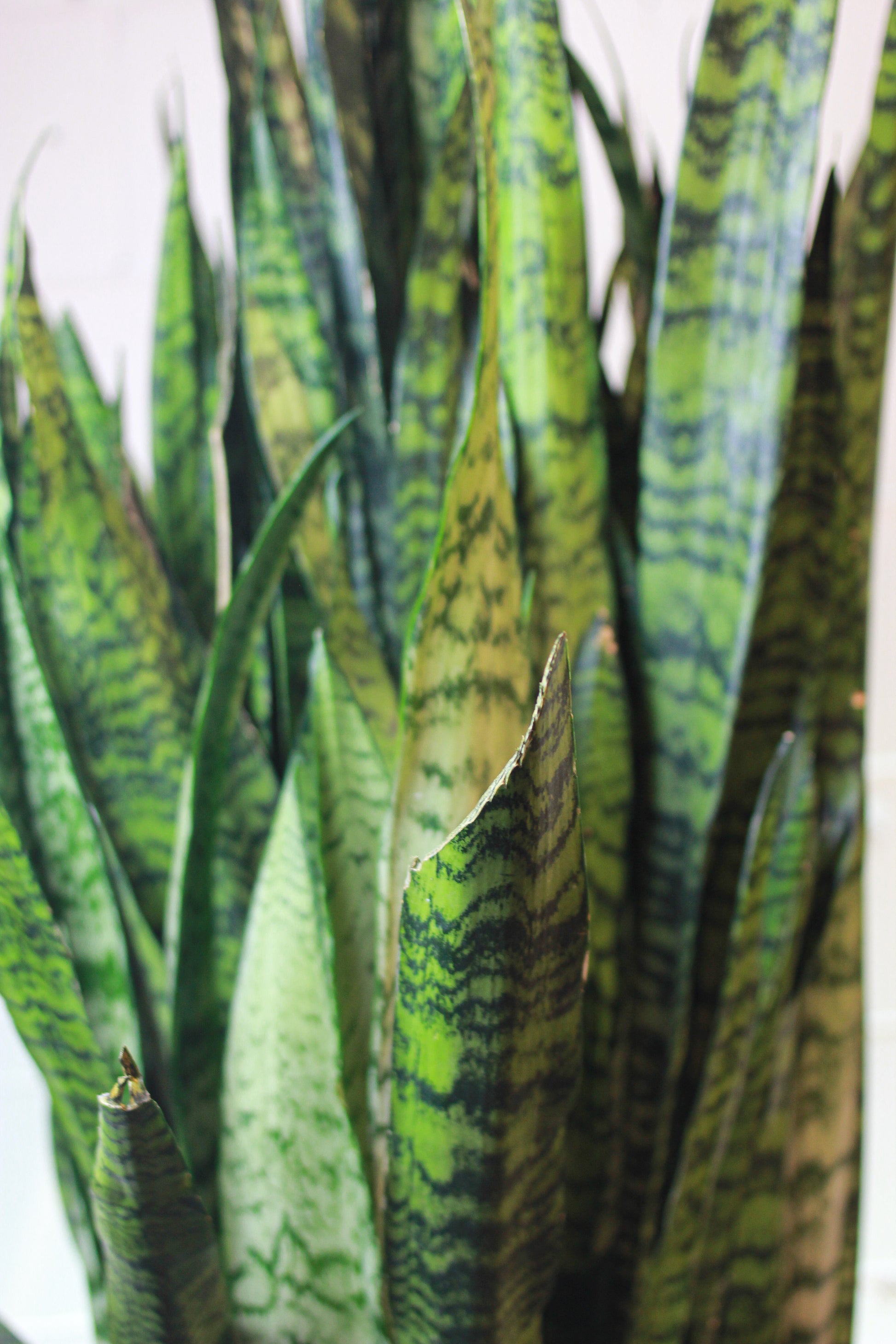 Green Snake Plant (Sansevieria trifasciata 'Zeylanica') in a 14 inch pot. Indoor plant for sale by Promise Supply for delivery and pickup in Toronto