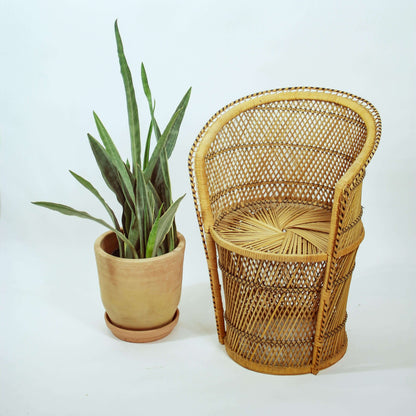Snake Plant, Mother in Law's Tongue, Viper's Bowstring Hemp (Sansevieria trifasciata) in a 10 inch pot. Indoor plant for sale by Promise Supply for delivery and pickup in Toronto