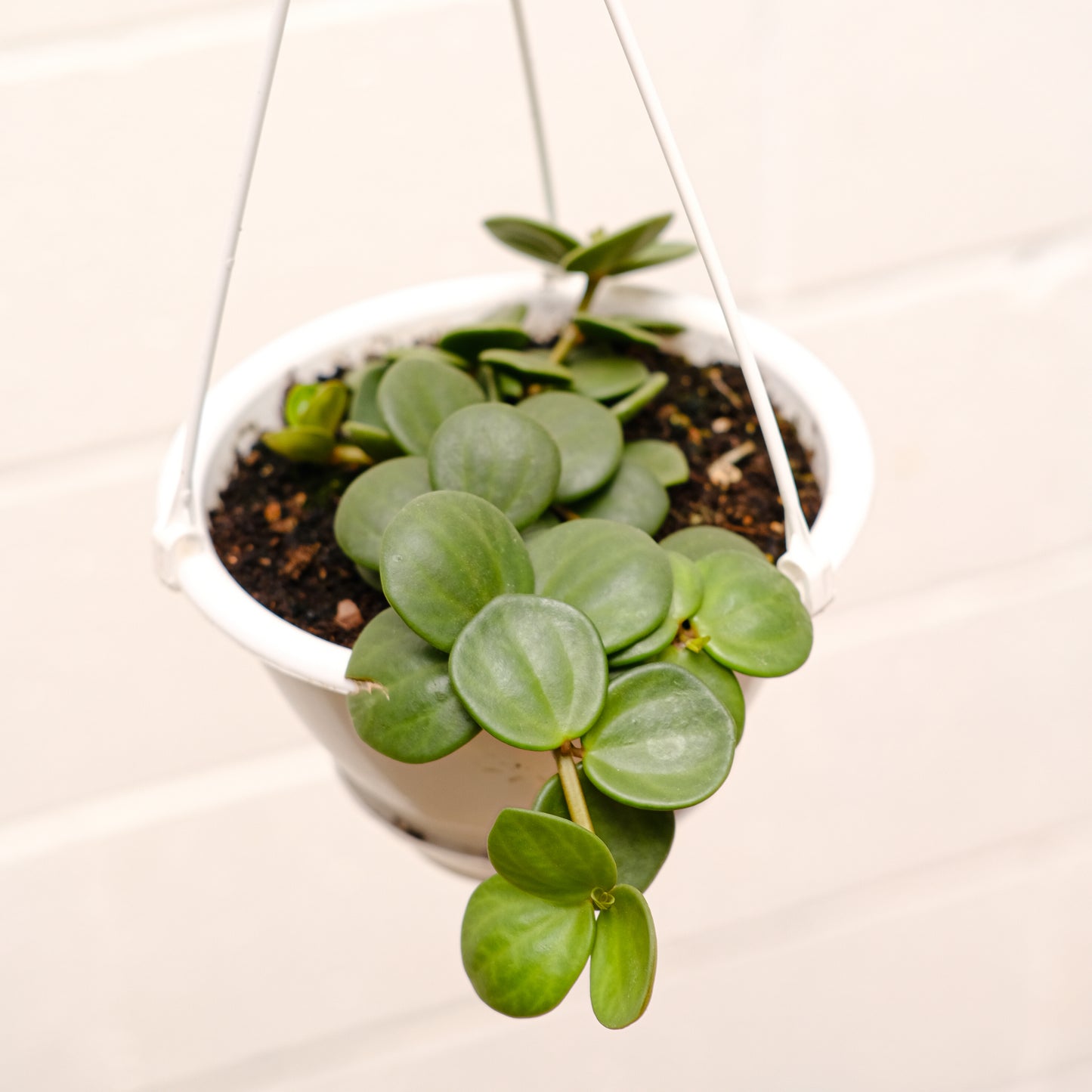 Peperomia Hope (Peperomia perciliata) in a 6 inch pot. Indoor plant for sale by Promise Supply for delivery and pickup in Toronto