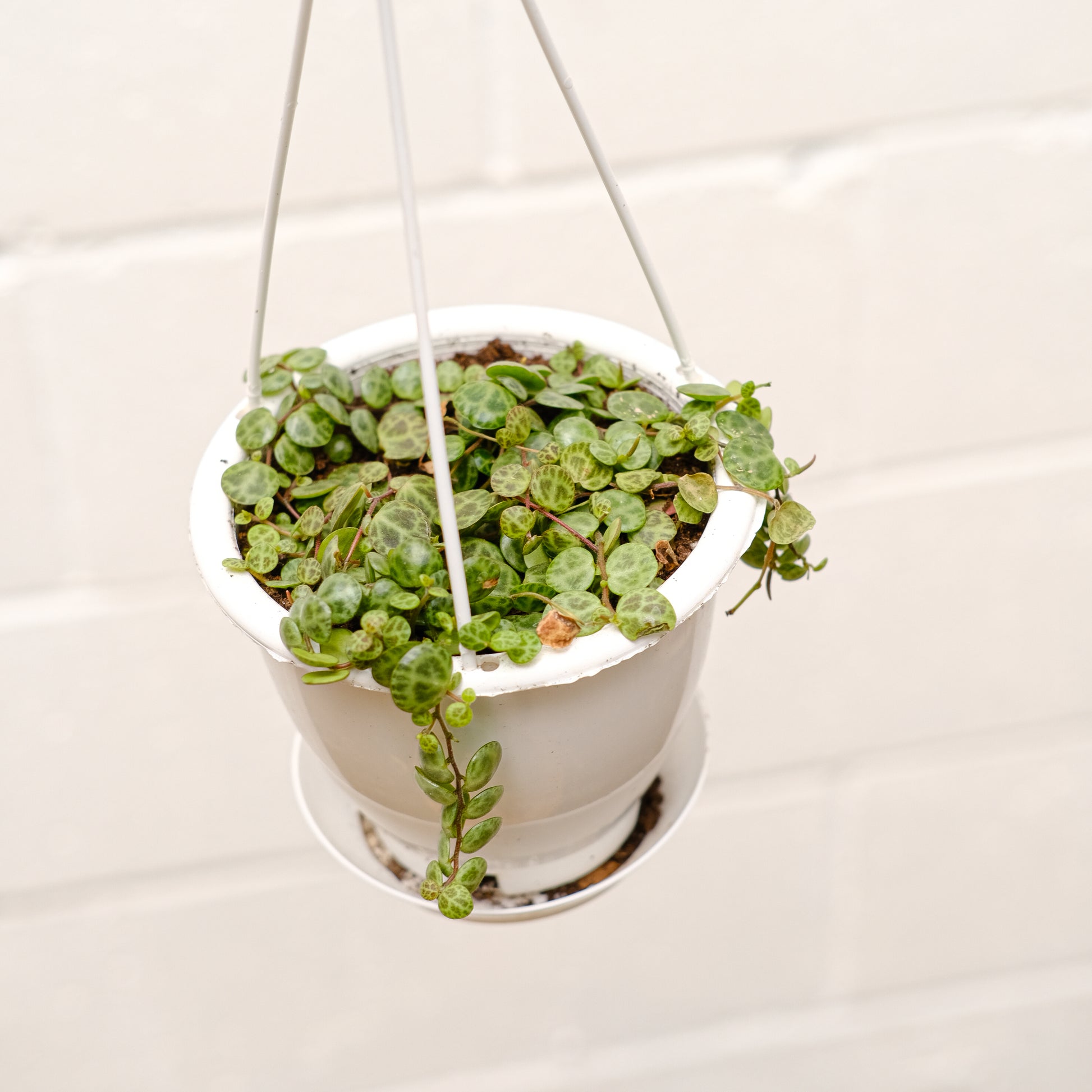 String of Turtles (Peperomia prostrata) in a 6 inch pot. Indoor plant for sale by Promise Supply for delivery and pickup in Toronto