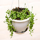 String of Pearls (Curio rowleyanus) in a 5 inch pot. Indoor plant for sale by Promise Supply for delivery and pickup in Toronto