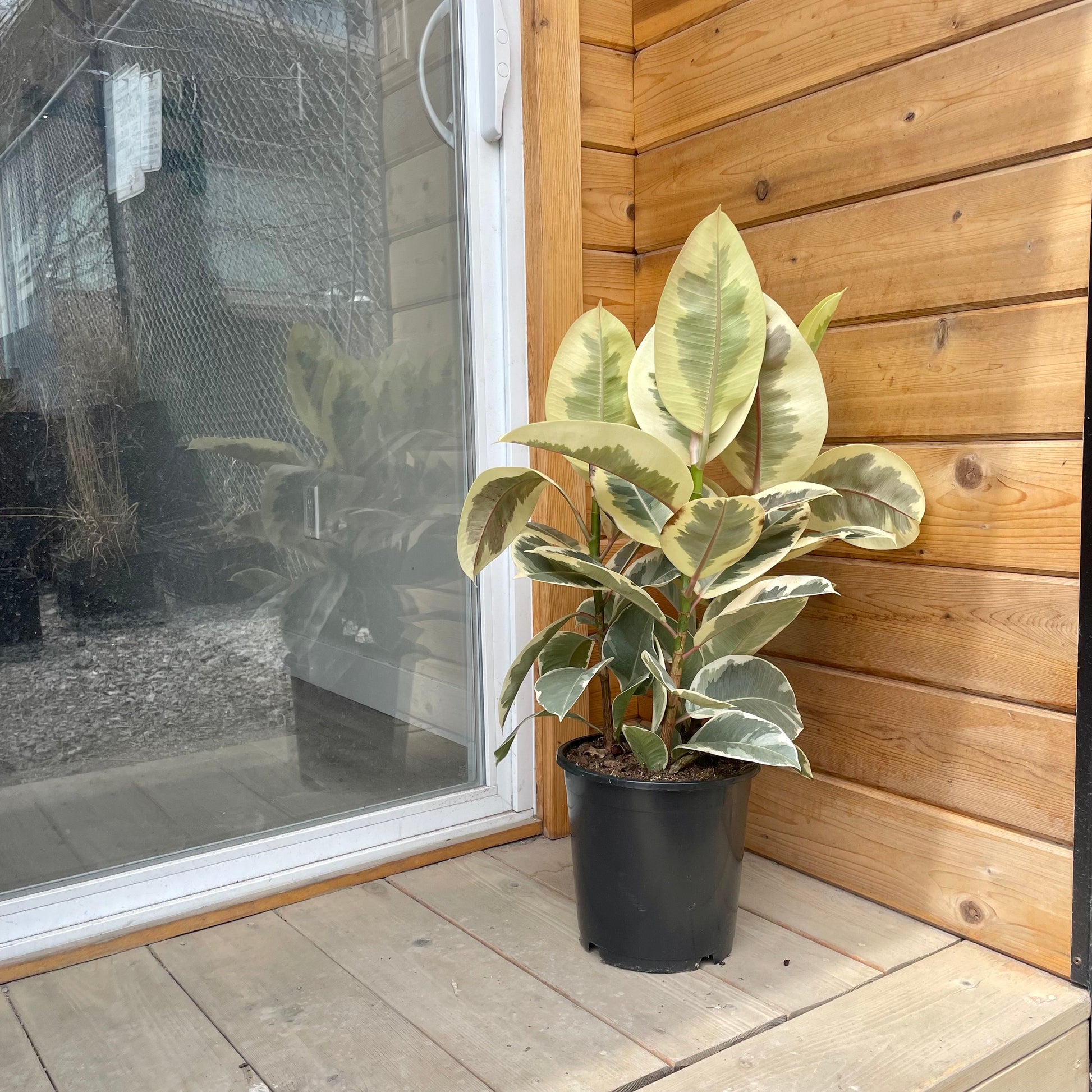 Tineke Rubber Plant (Ficus elastica) in a 8 inch pot. Indoor plant for sale by Promise Supply for delivery and pickup in Toronto