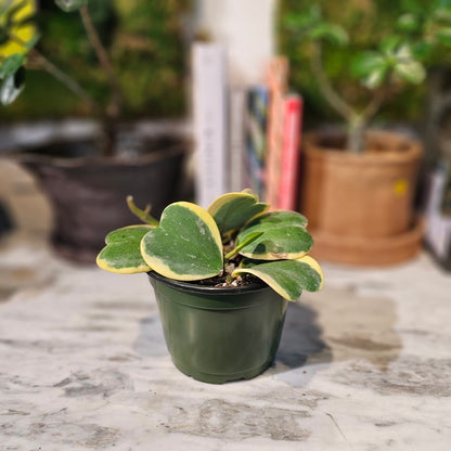 Variegated Hoya Heart: Hoya kerrii - 6 inch pot — indoor plant — indoor plant for sale by Promise Supply for delivery and pickup in Toronto.
