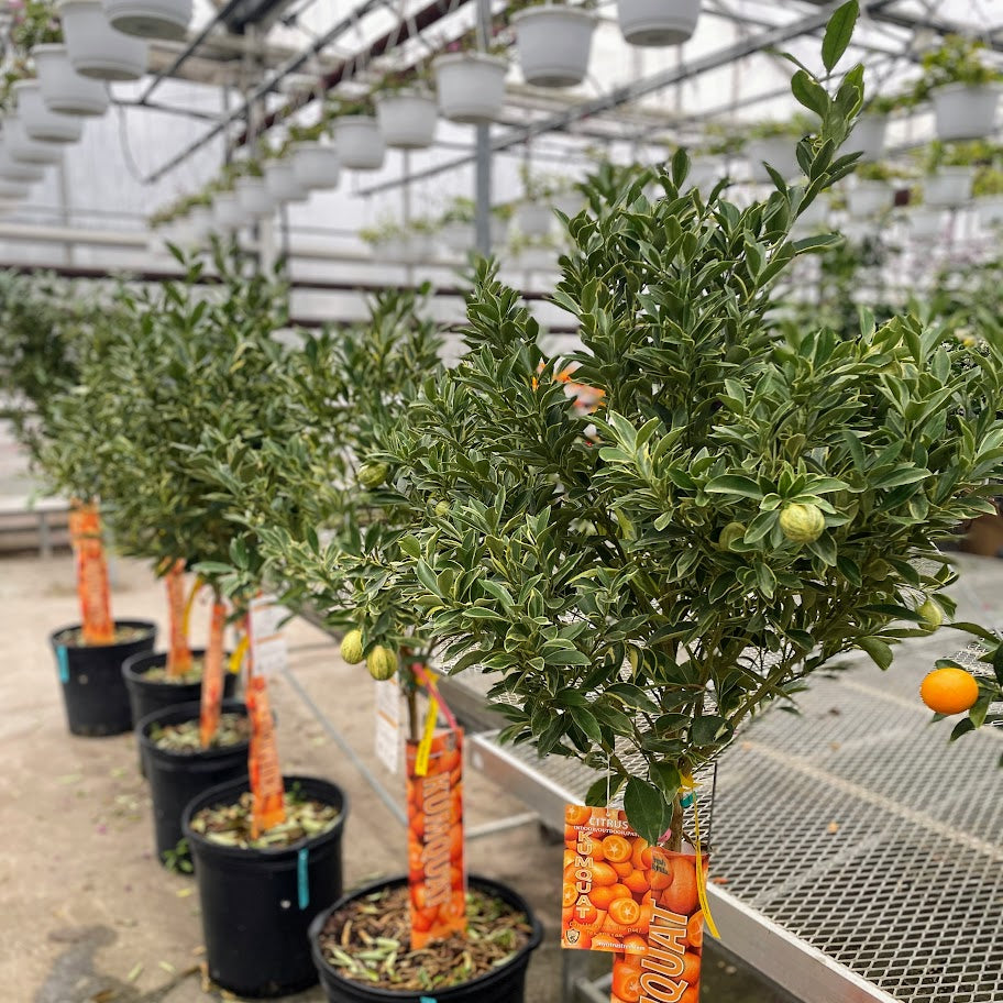 Variegated Kumquat Tree (Fortunella) in a 16 inch pot. Indoor plant for sale by Promise Supply for delivery and pickup in Toronto