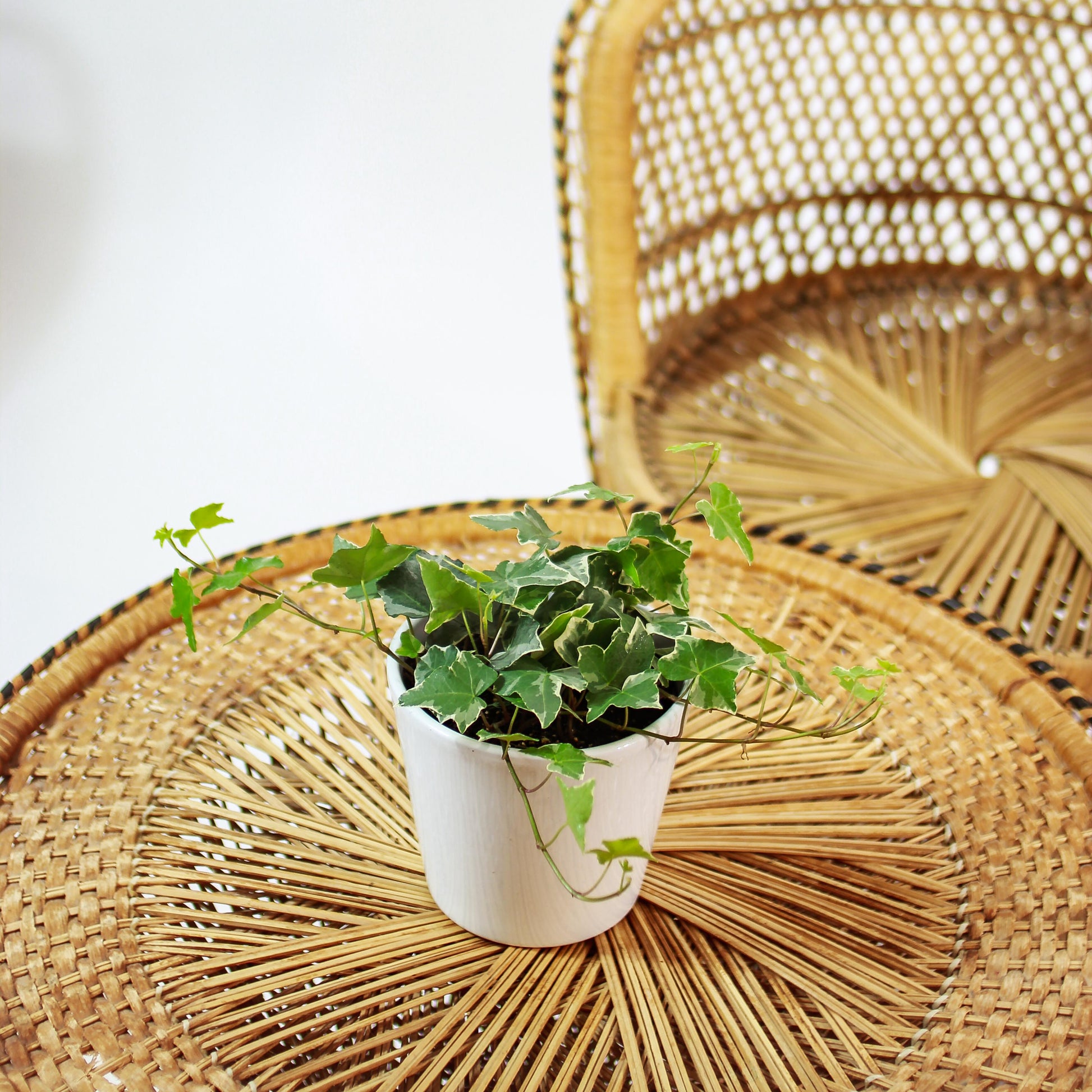 variegated ivy indoor plant Variegated English Ivy: Hedera Helix - 5" Pot