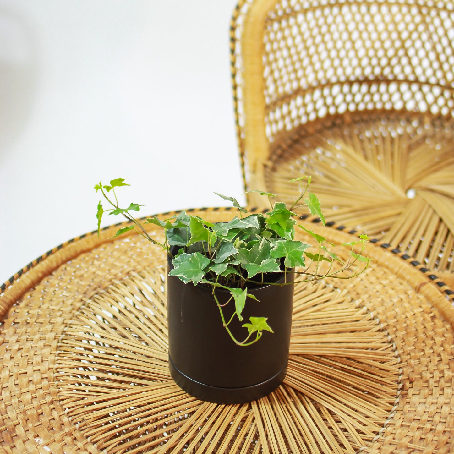 Variegated English Ivy (Hedera helix) in a 5 inch pot. Indoor plant for sale by Promise Supply for delivery and pickup in Toronto