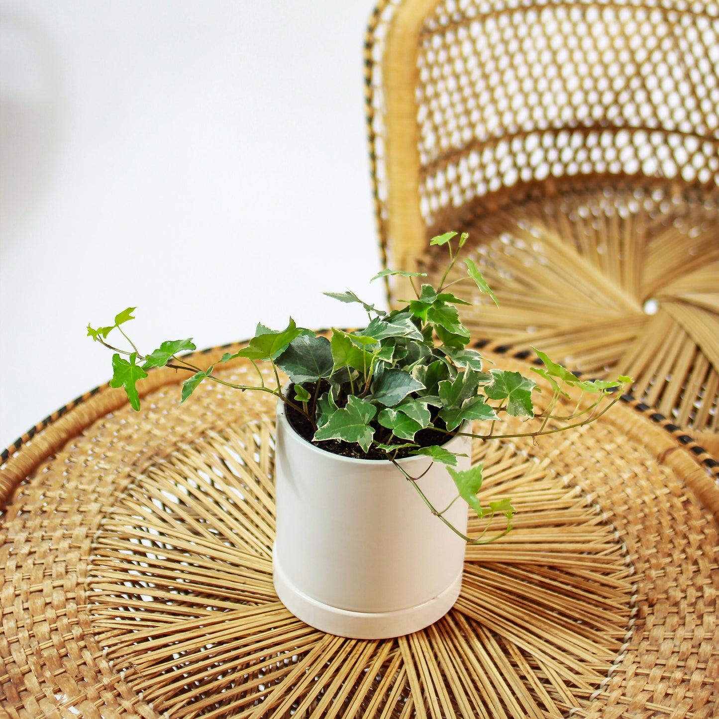 Variegated English Ivy (Hedera helix) in a 5 inch pot. Indoor plant for sale by Promise Supply for delivery and pickup in Toronto