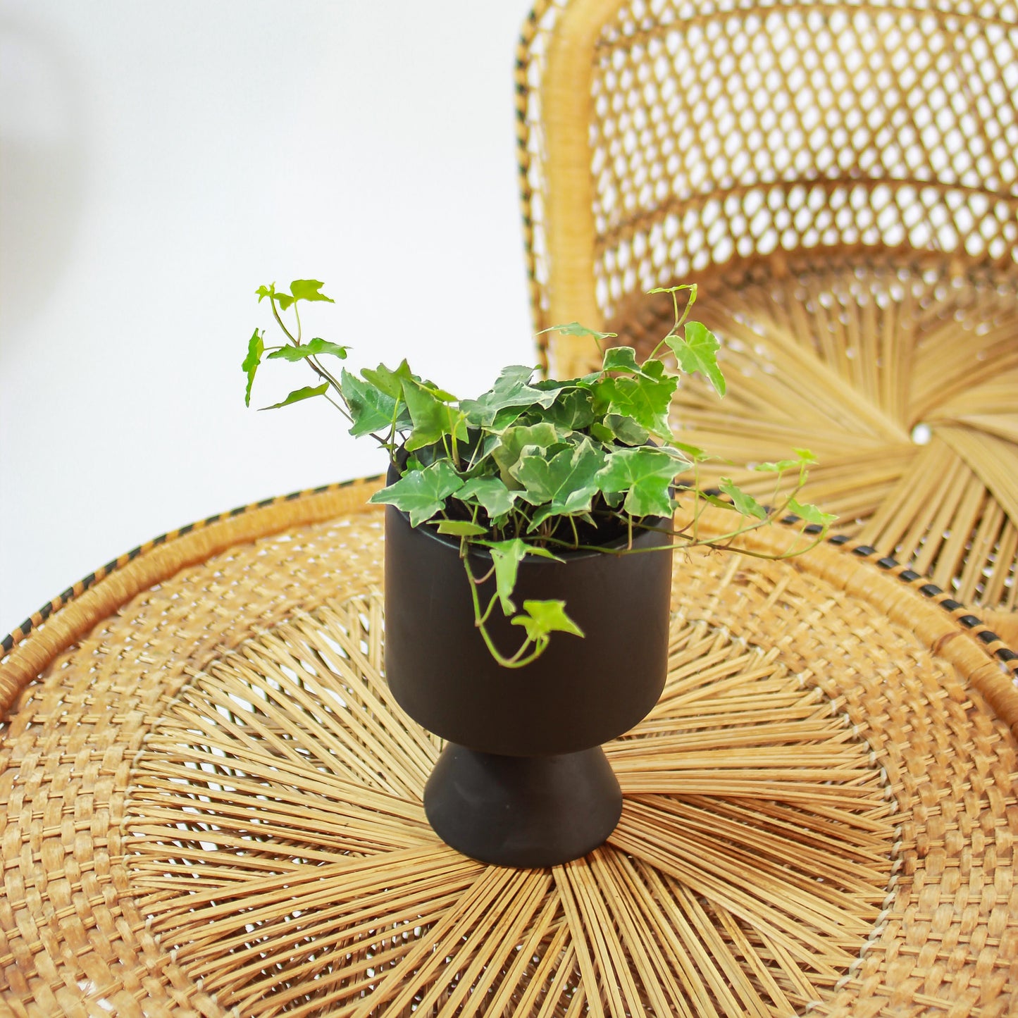 Variegated English Ivy (Hedera helix) in a 5 inch pot. Indoor plant for sale by Promise Supply for delivery and pickup in Toronto