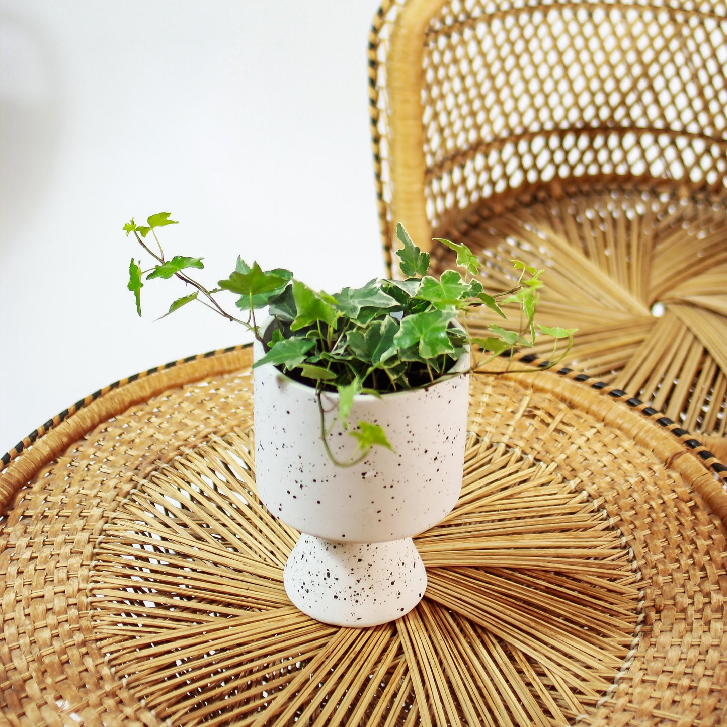 Variegated English Ivy (Hedera helix) in a 5 inch pot. Indoor plant for sale by Promise Supply for delivery and pickup in Toronto