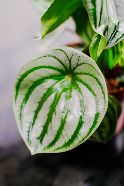 Watermelon Peperomia (Peperomia argyreia) in a 5 inch pot. Indoor plant for sale by Promise Supply for delivery and pickup in Toronto