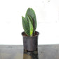 Whale Fin Snake Plant (Sansevieria masoniana) in a 8 inch pot. Indoor plant for sale by Promise Supply for delivery and pickup in Toronto