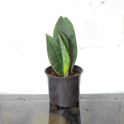 Whale Fin Snake Plant (Sansevieria masoniana) in a 8 inch pot. Indoor plant for sale by Promise Supply for delivery and pickup in Toronto