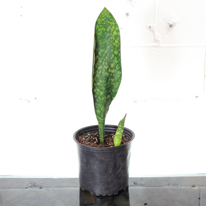 Whale Fin Snake Plant (Sansevieria masoniana) in a 8 inch pot. Indoor plant for sale by Promise Supply for delivery and pickup in Toronto