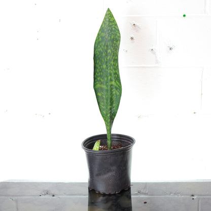 Whale Fin Snake Plant (Sansevieria masoniana) in a 8 inch pot. Indoor plant for sale by Promise Supply for delivery and pickup in Toronto