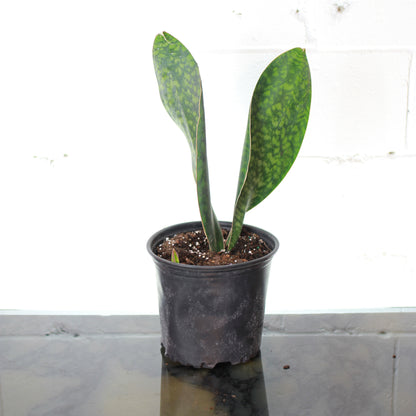 Whale Fin Snake Plant (Sansevieria masoniana) in a 8 inch pot. Indoor plant for sale by Promise Supply for delivery and pickup in Toronto