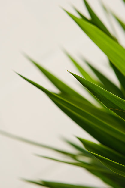 Yucca Cane (Yucca gigantea) in a 12 inch pot. Indoor plant for sale by Promise Supply for delivery and pickup in Toronto