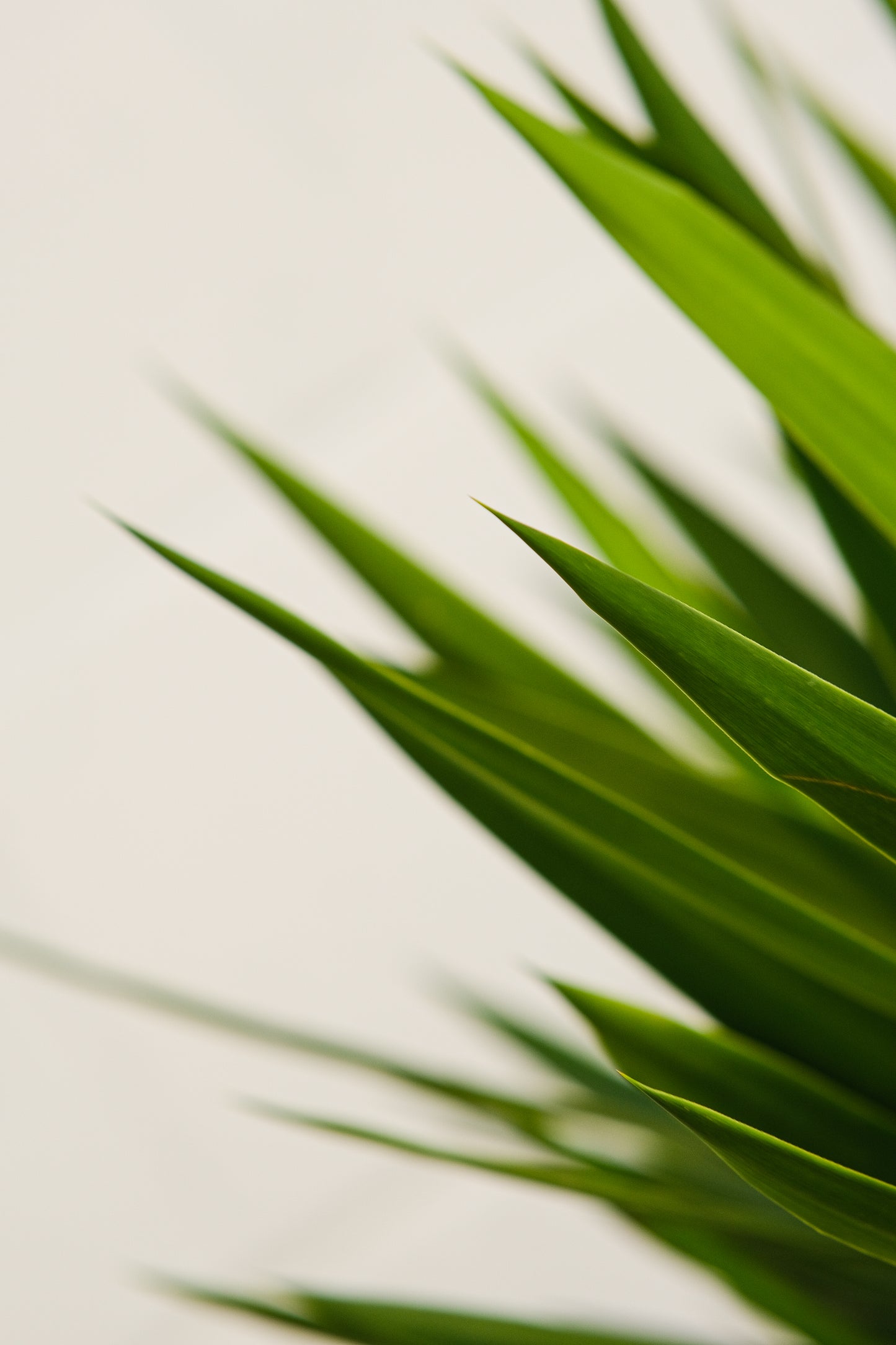 Yucca Cane (Yucca gigantea) in a 14 inch pot. Indoor plant for sale by Promise Supply for delivery and pickup in Toronto