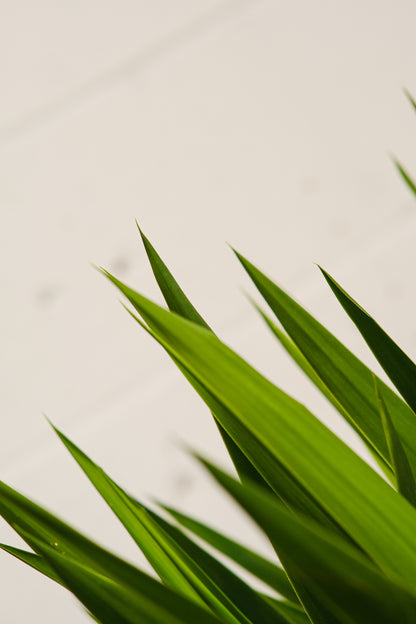 Yucca Cane (Yucca gigantea) in a 12 inch pot. Indoor plant for sale by Promise Supply for delivery and pickup in Toronto