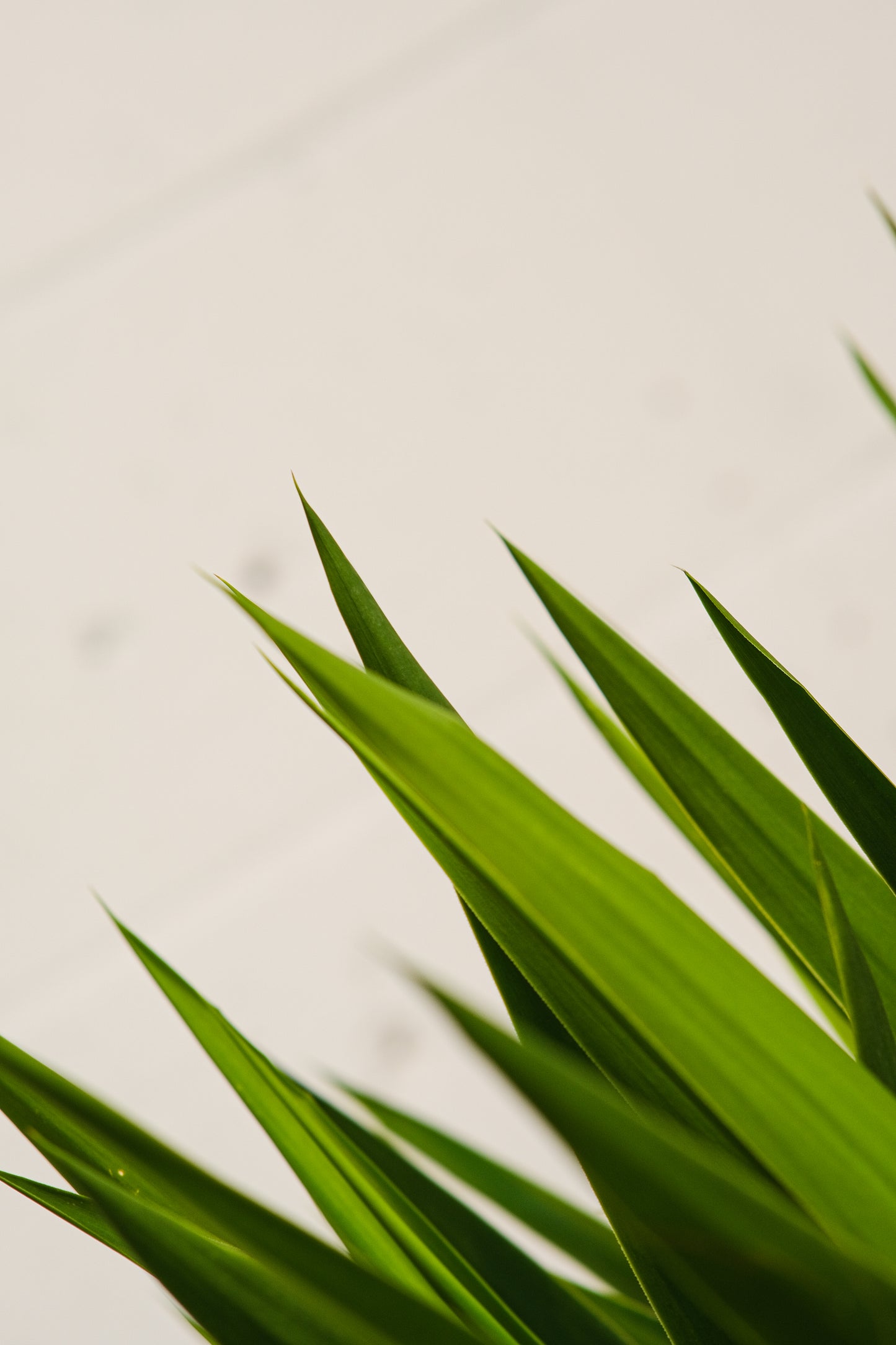 Yucca Cane (Yucca gigantea) in a 14 inch pot. Indoor plant for sale by Promise Supply for delivery and pickup in Toronto