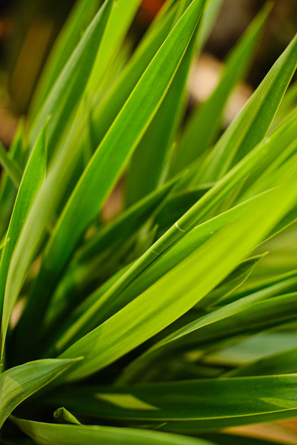 Yucca Cane (Yucca gigantea) in a 12 inch pot. Indoor plant for sale by Promise Supply for delivery and pickup in Toronto