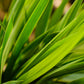 Yucca Cane (Yucca gigantea) in a 14 inch pot. Indoor plant for sale by Promise Supply for delivery and pickup in Toronto